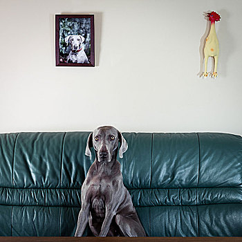 魏玛犬,猎狗,姿势,皮沙发