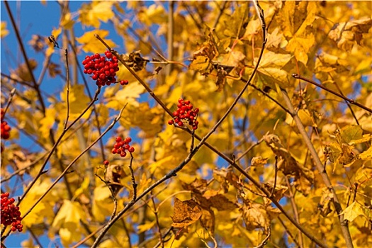 欧洲花楸,秋天