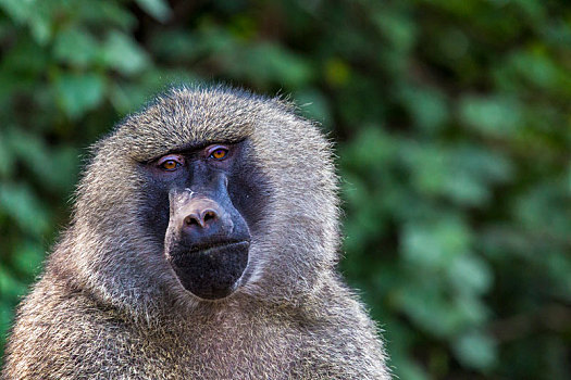 头部特写,狒狒,塔兰吉雷国家公园,坦桑尼亚