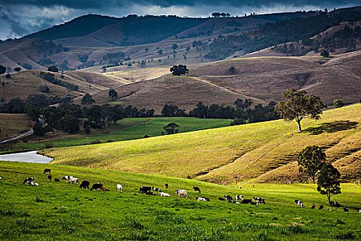 乳业,农场,丝绸之路,道路,近东,新南威尔士,澳大利亚