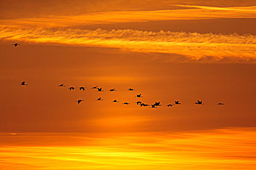 鹤,飞行,日落,梅克伦堡前波莫瑞州,德国,欧洲