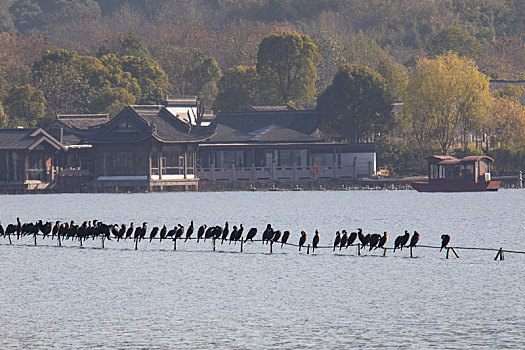 杭州湘湖生态候鸟鸬鹚风光