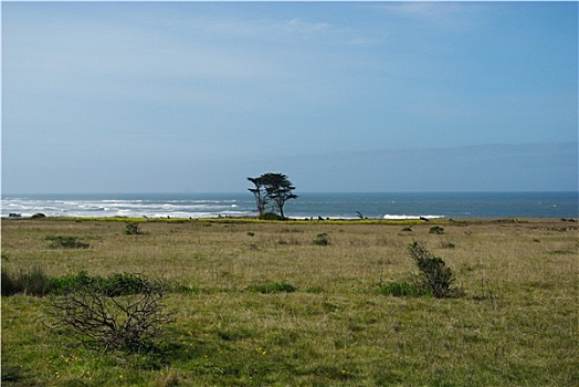 孤单,树,加利福尼亚,太平洋海岸