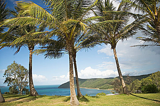 棕榈树,草地,岛屿,海岸线