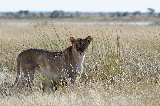 雌狮,狮子,站立,高草,警惕,埃托沙国家公园,纳米比亚,非洲