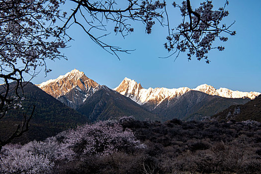 桃花盛宴