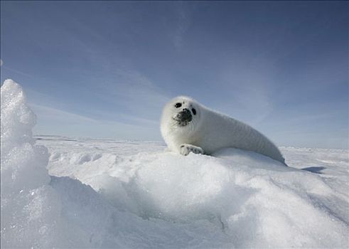 鞍纹海豹,幼仔,躺着,雪,格陵兰