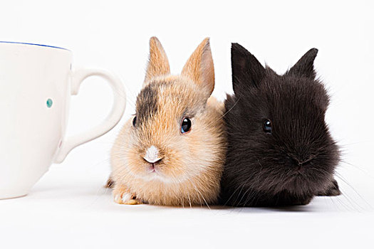 年轻,矮小,兔子,旁侧,茶杯