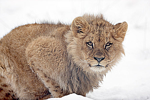 幼狮,雪中