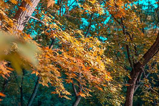 北京昌平白浮厅公园秋季景象