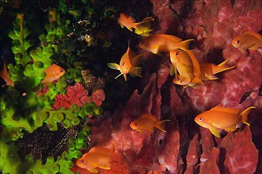 鱼,金拟花鲈,水下,北苏拉威西省,苏拉威西岛,印度尼西亚