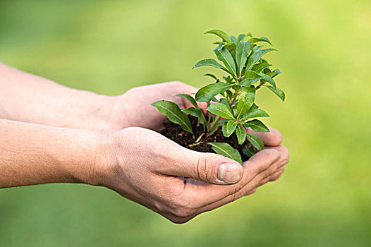 幼小植物