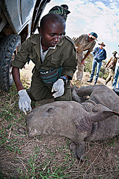 黑犀牛,幼兽,偷猎,禁猎区,肯尼亚