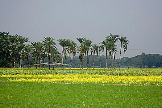 农田,孟加拉,一月,2008年