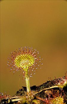 茅膏菜