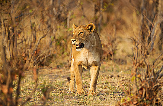 狮子,雌性,萨维提,乔贝国家公园,博茨瓦纳,非洲