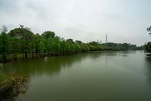 广州2023年春季华南雨中的植物园