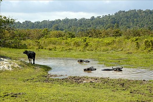 水牛,国家公园,靠近,柬埔寨