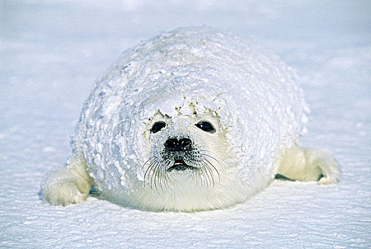 鞍纹海豹,幼仔,遮盖,雪,春天,暴风雪,马格达伦群岛,魁北克,加拿大