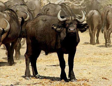 南非水牛,非洲水牛,保护,牧群,奥卡万戈三角洲,博茨瓦纳