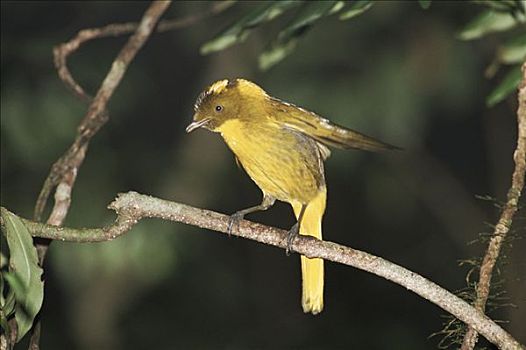 金色,园丁鸟,唱,国家公园,澳大利亚