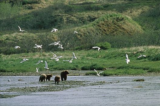 大灰熊,棕熊,母亲,幼兽,捕鱼,浅,河,海鸥,阿拉斯加