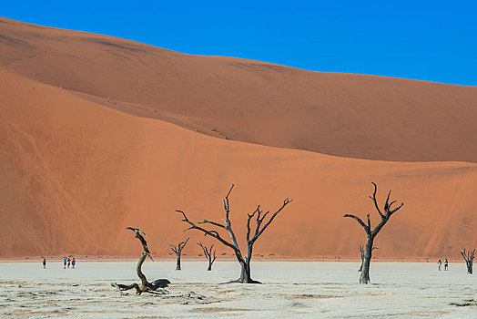 死,树,刺槐,沙丘,死亡谷,索苏维来地区,纳米布沙漠,纳米比诺克陆夫国家公园,纳米比亚,区域