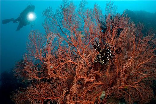 潜水,大,柳珊瑚目
