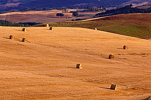 俯视,干草包,金色,庄稼地,托斯卡纳,意大利