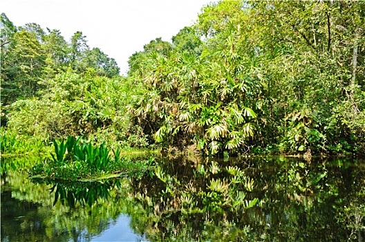 沼泽,树林,泰国