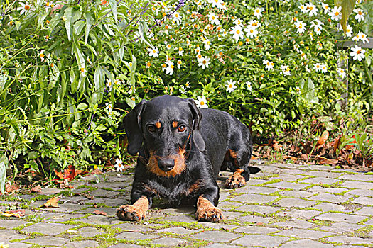 达克斯猎狗,黑色,红棕色,卧,正面,花园,花,北莱茵威斯特伐利亚,德国,欧洲
