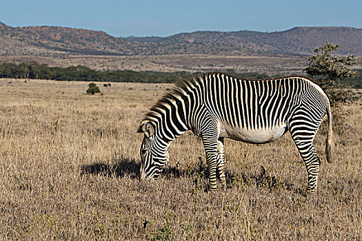斑马,细纹斑马,放牧,莱瓦野生动物保护区,北方,肯尼亚