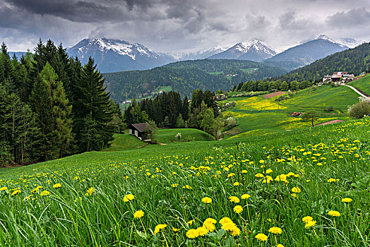 草原,春天,欧洲,意大利,特兰迪诺,山谷,博尔查诺,省