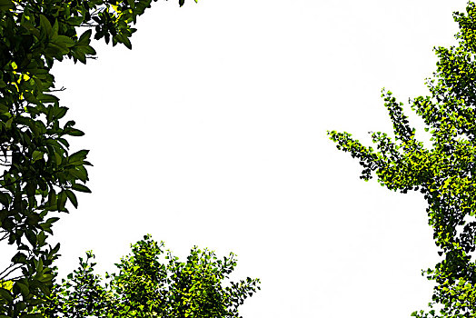 绿色,树,白色背景