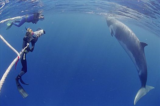 矮小,小须鲸,研究人员,摄影,好奇,鲸,靠近,大堡礁,澳大利亚