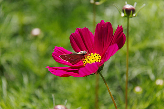 高原格桑花