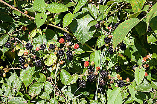 黑莓,灌木