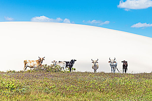 母牛,杰里考考拉,国家公园,巴西,南美