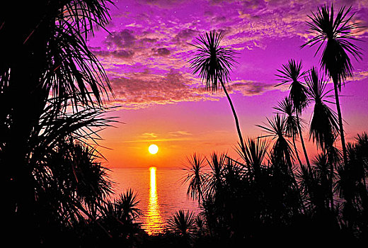 太阳,日落,上方,海洋,棕榈树,正面