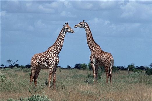 长颈鹿,查沃,国家公园,肯尼亚