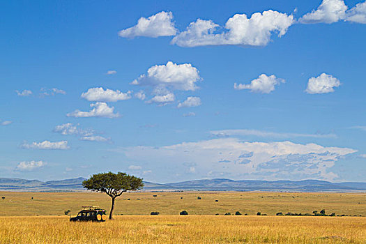 刺槐,旅游,吉普车,马赛马拉国家保护区,肯尼亚