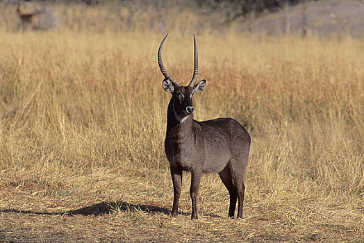博茨瓦纳,奥卡万戈三角洲,莫瑞米,野生动植物保护区,水羚,雄性