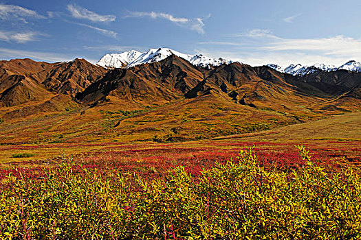 秋天,风景,彩色,苔原,德纳里峰国家公园,阿拉斯加,美国