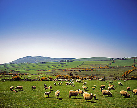 半岛,爱尔兰,绵羊