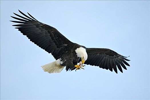 白头鹰,海雕属,雕,吃,鱼,飞,肯奈半岛,阿拉斯加,美国
