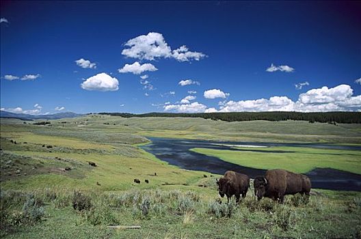 美洲野牛,野牛,漫游,野生,牧群,河,黄石国家公园,北美