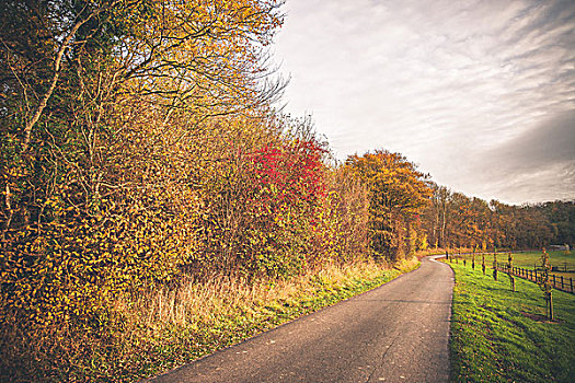 乡村,风景,秋天,小,道路,围绕,树,秋色,绿色,地点