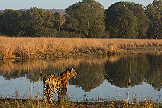 野生,虎,站立,边缘,湖,树林,伦滕波尔国家公园,拉贾斯坦邦,印度,亚洲