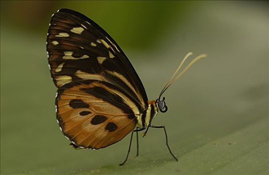 橙虎蝶,蝴蝶,叶子,雨林,厄瓜多尔,南美
