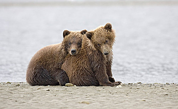 棕熊,熊,两个,幼兽,坐,旁侧,水,阿拉斯加,美国